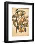 Avicennia Germinans-Jacopo Ligozzi-Framed Art Print