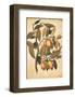 Avicennia Germinans-Jacopo Ligozzi-Framed Art Print