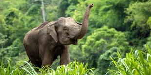 Asia Elephant in Thailand, Asia Elephants in Chiang Mai. Elephant Nature Park, Thailand-Avigator Fortuner-Framed Photographic Print