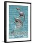 Avila Beach, CA - Dolphins-Lantern Press-Framed Art Print