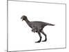 Avimimus Dinosaur-null-Mounted Art Print