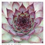 Sempervivum Florette-Avison-Art Print