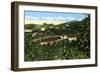 Avocado Groves, San Diego, California, USA, C1900s-null-Framed Giclee Print