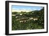 Avocado Groves, San Diego, California, USA, C1900s-null-Framed Giclee Print