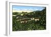 Avocado Groves, San Diego, California, USA, C1900s-null-Framed Giclee Print