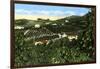 Avocado Groves, San Diego, California, USA, C1900s-null-Framed Giclee Print