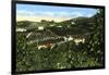 Avocado Groves, San Diego, California, USA, C1900s-null-Framed Giclee Print