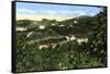 Avocado Groves, San Diego, California, USA, C1900s-null-Framed Stretched Canvas