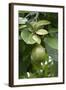 Avocado-null-Framed Photographic Print