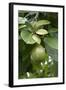 Avocado-null-Framed Photographic Print