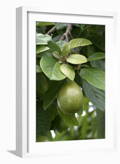 Avocado-null-Framed Photographic Print