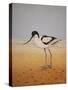 Avocet, 2016-Pat Scott-Stretched Canvas