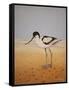 Avocet, 2016-Pat Scott-Framed Stretched Canvas