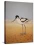 Avocet, 2016-Pat Scott-Stretched Canvas