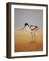 Avocet, 2016-Pat Scott-Framed Giclee Print