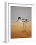 Avocet, 2016-Pat Scott-Framed Giclee Print