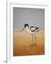 Avocet, 2016-Pat Scott-Framed Giclee Print