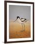 Avocet, 2016-Pat Scott-Framed Giclee Print