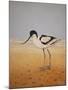 Avocet, 2016-Pat Scott-Mounted Giclee Print