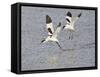 Avocet Courtship Chase in Flight-null-Framed Stretched Canvas