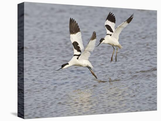 Avocet Courtship Chase in Flight-null-Stretched Canvas