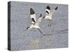 Avocet Courtship Chase in Flight-null-Stretched Canvas