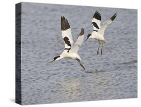 Avocet Courtship Chase in Flight-null-Stretched Canvas