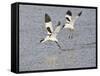 Avocet Courtship Chase in Flight-null-Framed Stretched Canvas