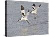 Avocet Courtship Chase in Flight-null-Stretched Canvas