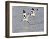 Avocet Courtship Chase in Flight-null-Framed Photographic Print