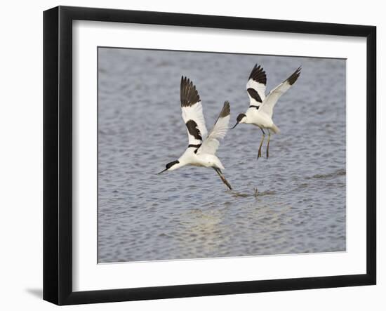 Avocet Courtship Chase in Flight-null-Framed Photographic Print