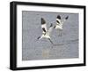 Avocet Courtship Chase in Flight-null-Framed Photographic Print