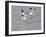 Avocet Courtship Chase in Flight-null-Framed Photographic Print