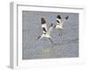 Avocet Courtship Chase in Flight-null-Framed Photographic Print