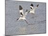 Avocet Courtship Chase in Flight-null-Mounted Photographic Print