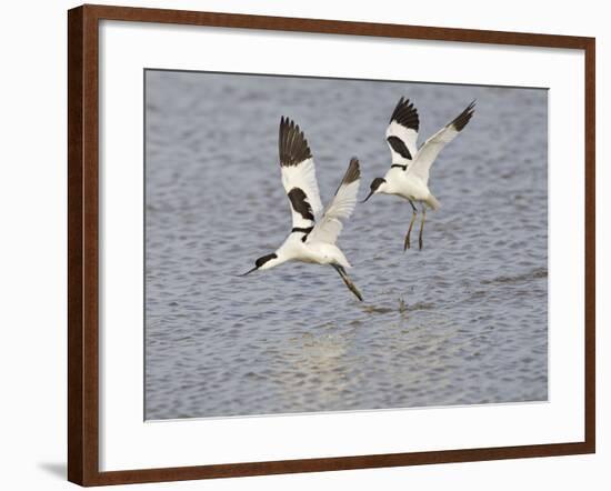 Avocet Courtship Chase in Flight-null-Framed Photographic Print