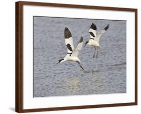 Avocet Courtship Chase in Flight-null-Framed Photographic Print