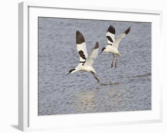 Avocet Courtship Chase in Flight-null-Framed Photographic Print