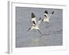 Avocet Courtship Chase in Flight-null-Framed Photographic Print