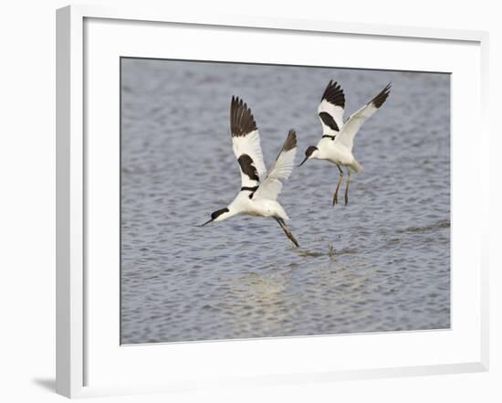 Avocet Courtship Chase in Flight-null-Framed Photographic Print