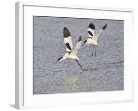 Avocet Courtship Chase in Flight-null-Framed Photographic Print