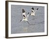 Avocet Courtship Chase in Flight-null-Framed Photographic Print