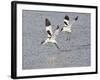 Avocet Courtship Chase in Flight-null-Framed Photographic Print