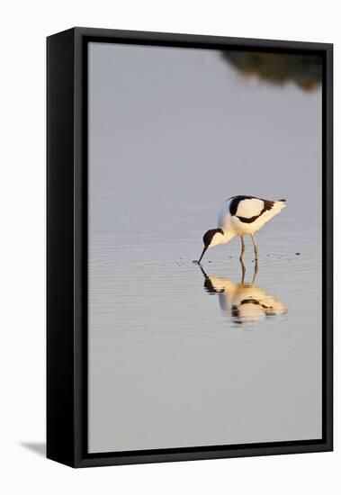Avocet Feeding in Early Morning Sun-null-Framed Stretched Canvas