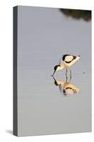 Avocet Feeding in Early Morning Sun-null-Stretched Canvas