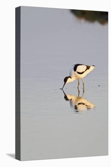 Avocet Feeding in Early Morning Sun-null-Stretched Canvas