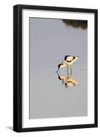 Avocet Feeding in Early Morning Sun-null-Framed Premium Photographic Print