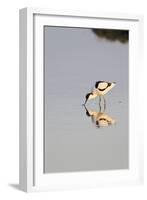 Avocet Feeding in Early Morning Sun-null-Framed Photographic Print