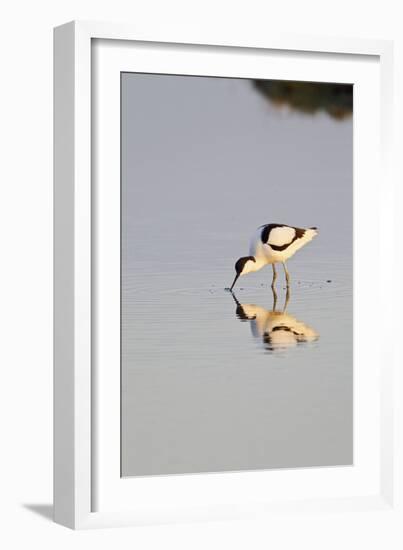 Avocet Feeding in Early Morning Sun-null-Framed Photographic Print