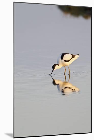 Avocet Feeding in Early Morning Sun-null-Mounted Photographic Print